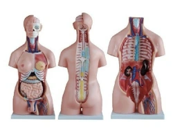 Model of human torso, male, female. (85 cm), 10004