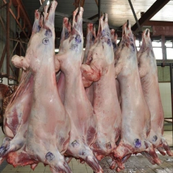 Frozen lamb