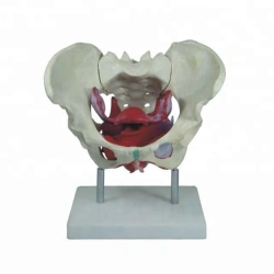Anatomical model of female pelvic muscles and organs, SK1128A