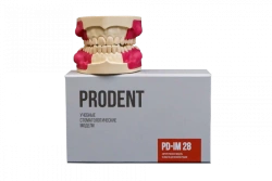 Dental jaw model for overostomy training PD-IM 28