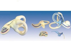 Enlarged model of inner ear 17204-1