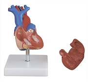 Heart model, S6015 / 16007