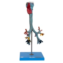 Model of larynx, trachea and bronchi, 13006