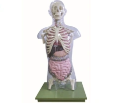 Transparent model of a body with internal organs, 10005
