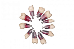 Set of endo-tooths for standard model, 28 pcs. PD-NEZ M28