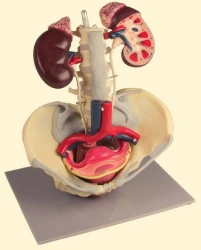Model of female urogenital system, U4003