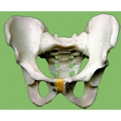 Sagittal section of male pelvis, G4011