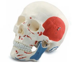 Coloured human skull (17 parts) 11111-2