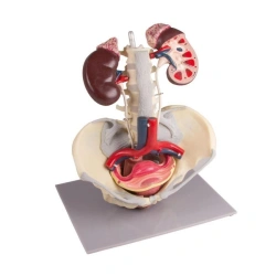 Model of urogenital female system, 14002