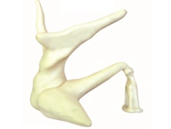 Enlarged model of auditory ossicles, 17203