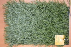 Artificial grass Optigrass Ultra 50 MF