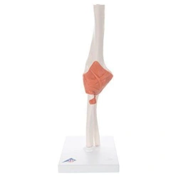 Model of elbow joint 11203
