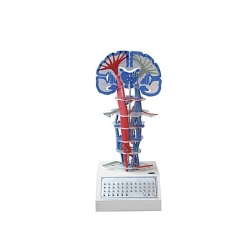Electrical model of central nervous conduction, 18217
