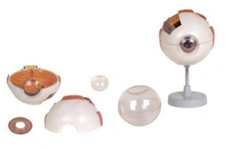 Enlarged eyeball model (3:1),17101-1