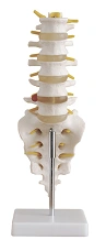 Lumbar spine with sacrum, SK1109