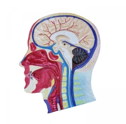 Sagittal section of head with blood vessels, ROST-18210