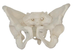 Pelvic bones (male), item SK1127