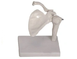 Bones of the shoulder and scapula, item 11201-1
