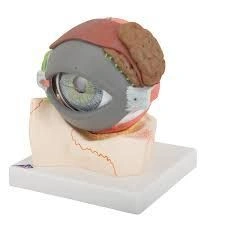 Enlarged model of eye, 17106