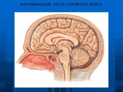 Brainstem horizontal section model, 18215-2