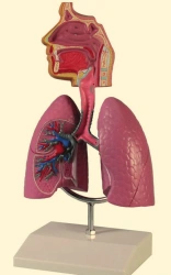 Model of human respiratory system 13017