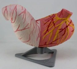 Anatomical model of stomach, ROST-12002-1