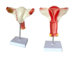 Model of uterus 15108