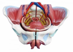 Female pelvis with genitals, blood vessels and nerves, SK1128B