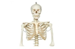 Life-size human skeleton 180cm, SK1101