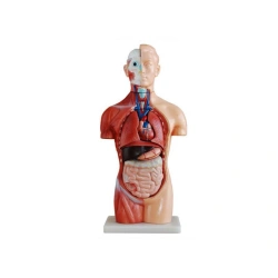 Human torso (unisex), 42 cm, ( 18 parts), T1005