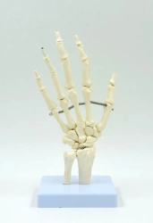 Model of hand muscles 11313