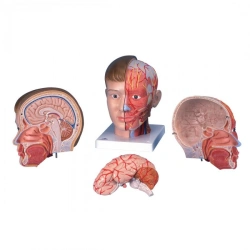 Anatomical model of head, neck, brain, 18231