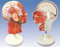 Sagittal section of the head with blood vessels, 18210