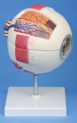 Eyeball (6 : 1), item ROST-17102