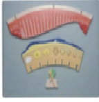 Model of menstrual cycle 19003
