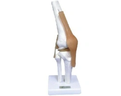 Model of elbow joint with ligaments 11209-2