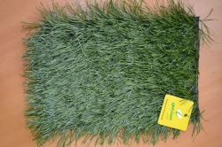 Artificial grass Optigrass PLUS 50 MF
