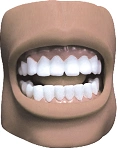 Model of teeth (oral cavity), K4