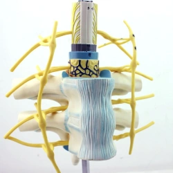 Model of spinal cord and spinal nerves, 18106