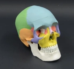 Coloured human skull, 11118
