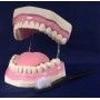 Dental care model, K2