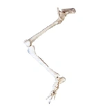 Bones of the lower limb, item No.11130