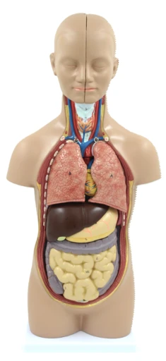 Educational Human Torso Model - 50 cm, 12 Parts, 10003C