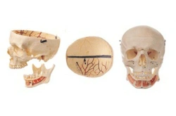 Adult skull with nerves, 11112