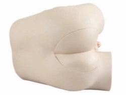 Prostate and rectum exam simulator, LV39/ CS6253