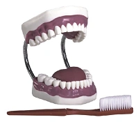 Oral care demonstration model, K1