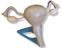 Model of uterus, ROST-15108