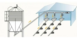 Feeding line for floor housing of broilers and parent stock