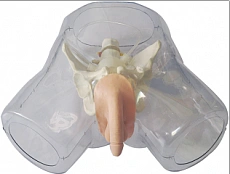Model for bladder catheterisation (male) NS6030 / D1
