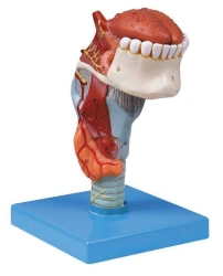 Model of larynx, tongue, teeth, 13003